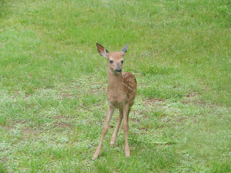 Illustration for article titled Fawn on my Lawn